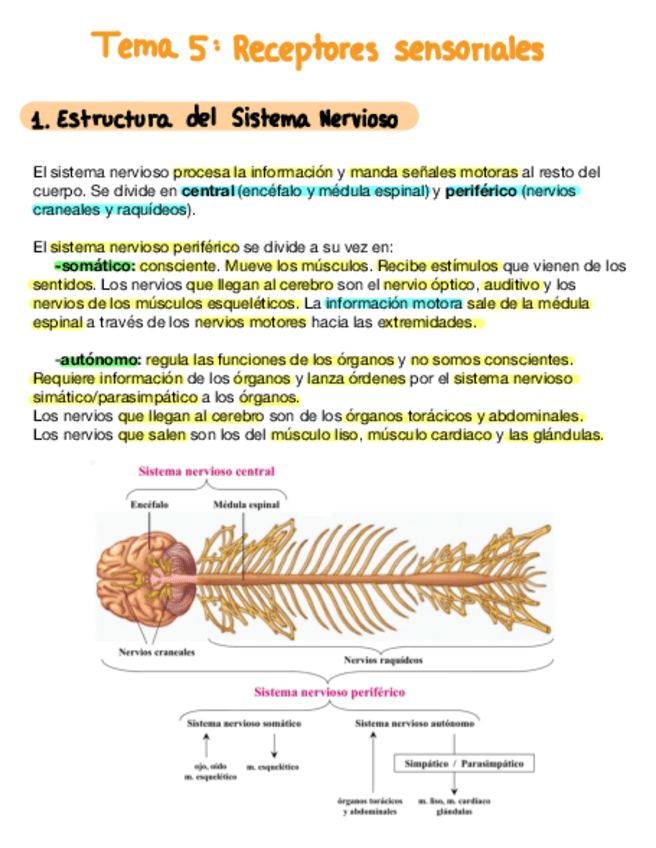Miniatura del documento Tema-5-Receptores-Sensoriales.pdf