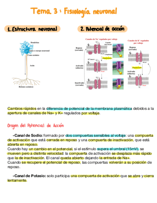 Miniatura del documento Tema-3-Fisiologia-Neuronal.pdf