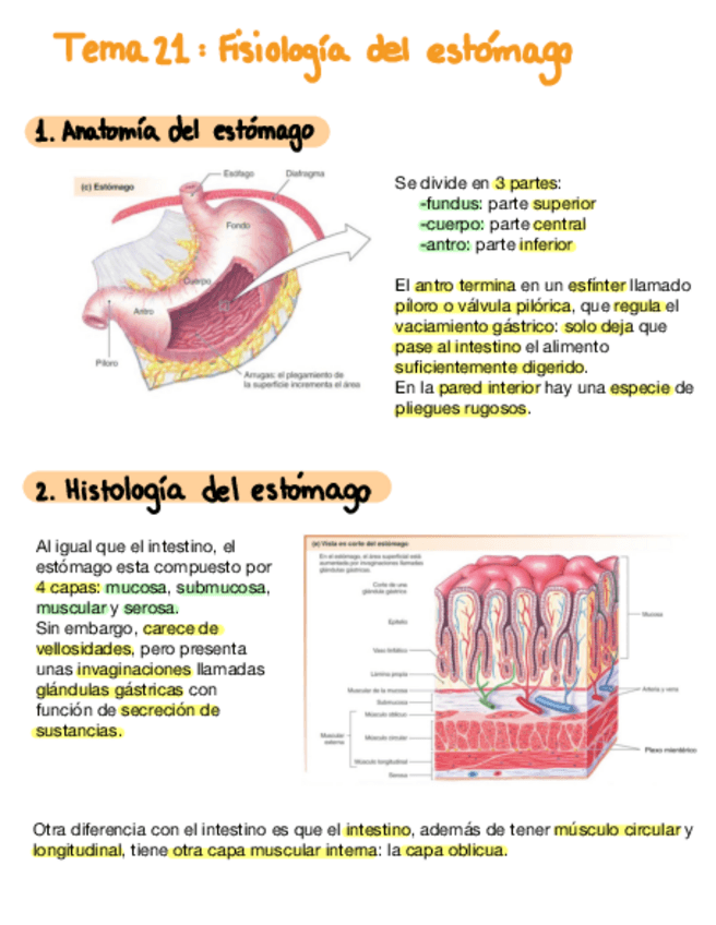 Miniatura del documento Tema-21-Fisiologia-Del-Estomago.pdf