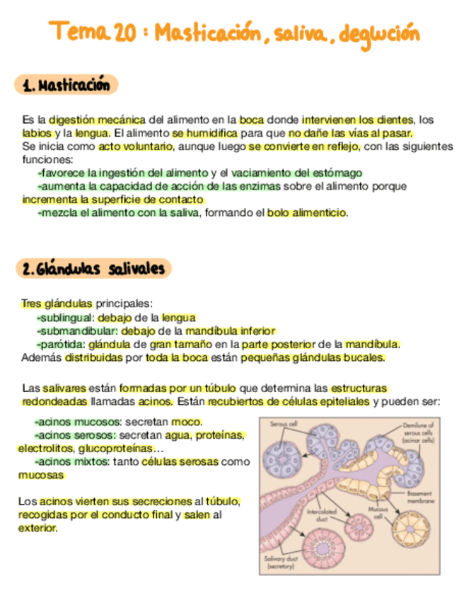 Miniatura del documento Tema-20-Masticacion-Saliva-Y-Deglucion.pdf