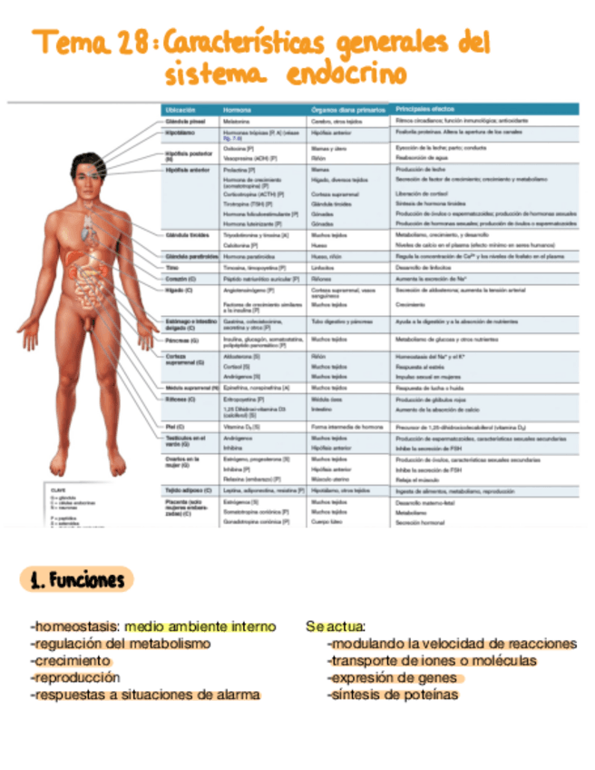 Miniatura del documento Tema-28-General-Endocrino.pdf