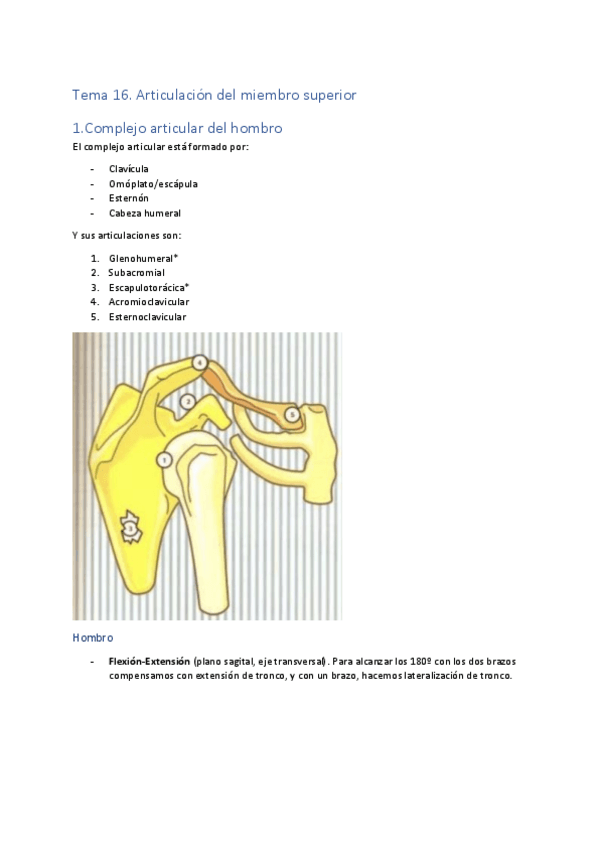 Miniatura del documento BM-T16.-Articulacion-del-miembro-superior.pdf