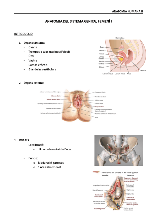 Miniatura del documento Anatomia-del-sistema-genital-femeni-I.pdf