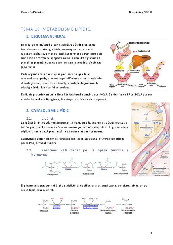 Miniatura del documento Metabolisme-lipidic.pdf