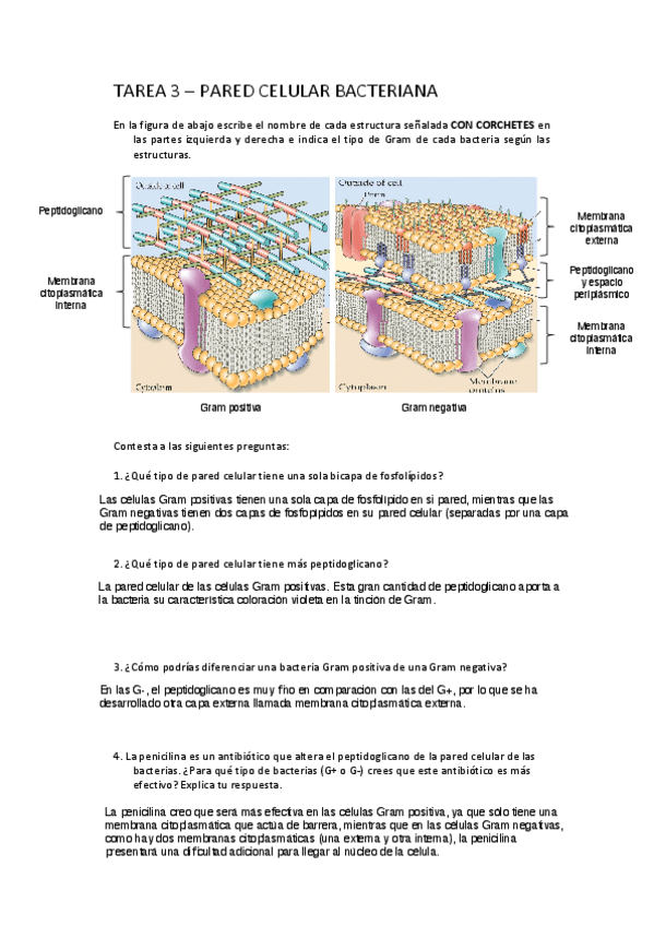 Miniatura del documento Tarea-3-Pared-Celular-Bacteriana.pdf