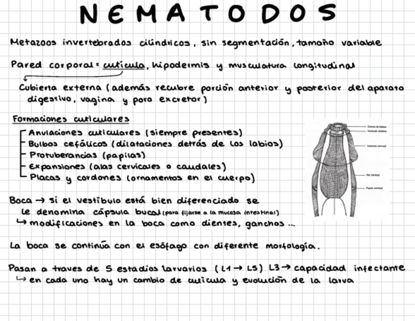 Miniatura del documento Nematodos-T17-23.pdf