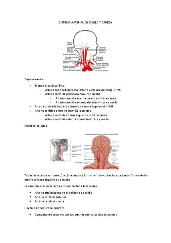 Miniatura del documento SISTEMA-ARTERIAL-DE-CUELLO-Y-CABEZA.pdf