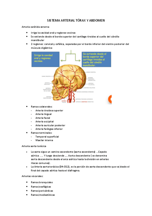 Miniatura del documento SISTEMA-ARTERIAL-TORAX-Y-ABDOMEN.pdf