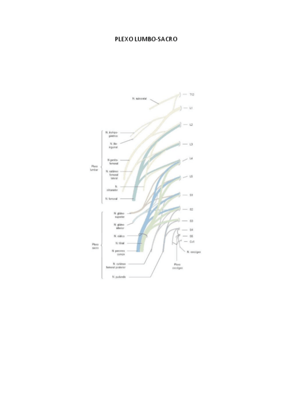 Miniatura del documento PLEXO-LUMBO-SACRO.pdf
