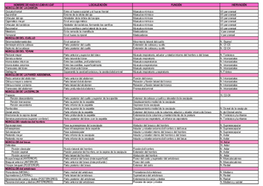 Miniatura del documento Tabla músculos.pdf