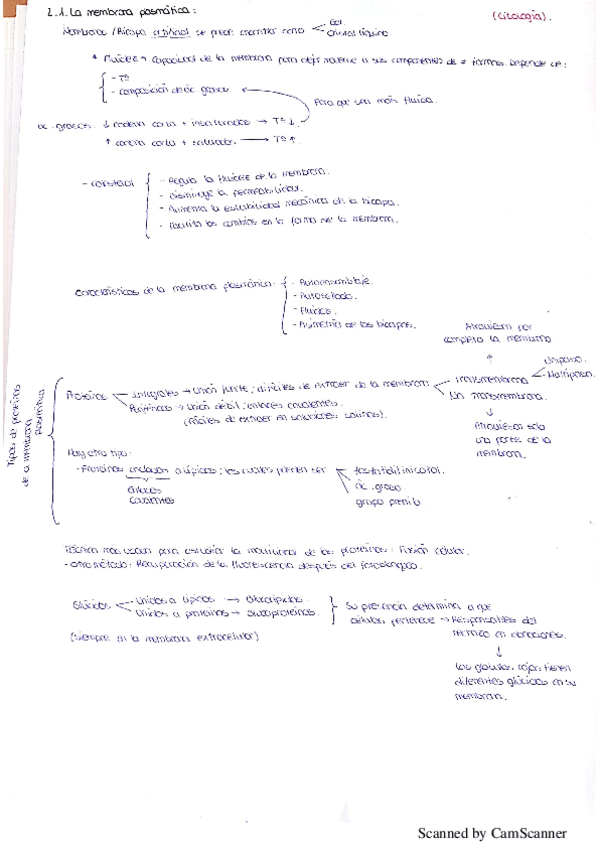 Miniatura del documento APUNTES TOMADOS EN CLASE (CITOLOGIA E HISTOLOGIA).pdf