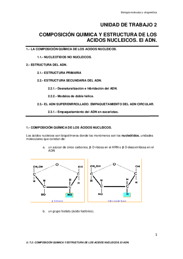 Miniatura del documento TEMA-2-COMPOSICION-QUIMICA-Y-ESTRUCTURA-DE-LOS-ACIDOS-NUCLEICOS.-El-ADN..pdf