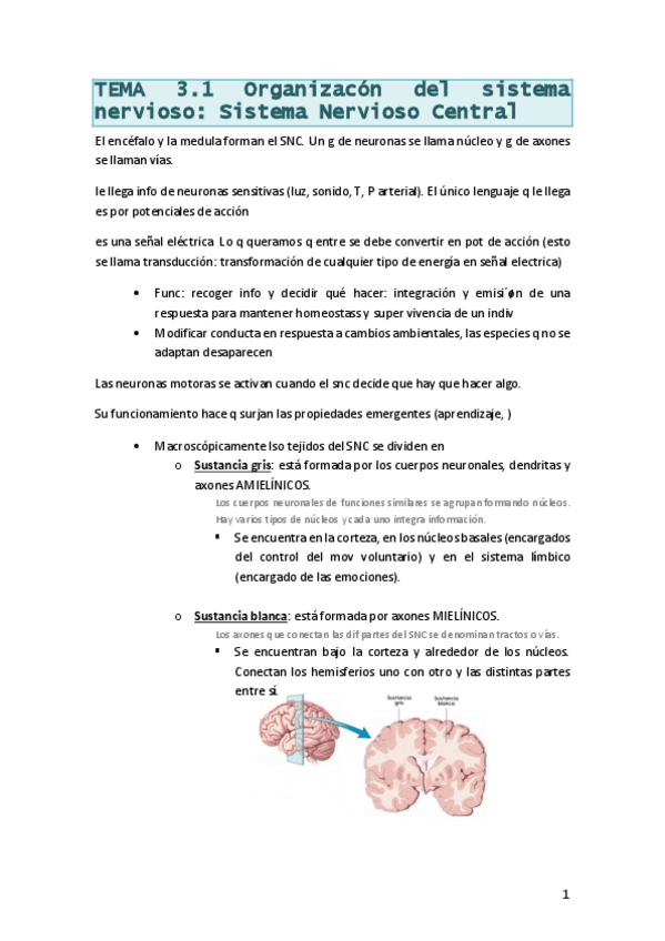 Miniatura del documento FisioTema31SNCentral.pdf