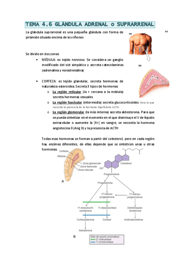 Miniatura del documento FisioTema45glandulaadrenal.pdf