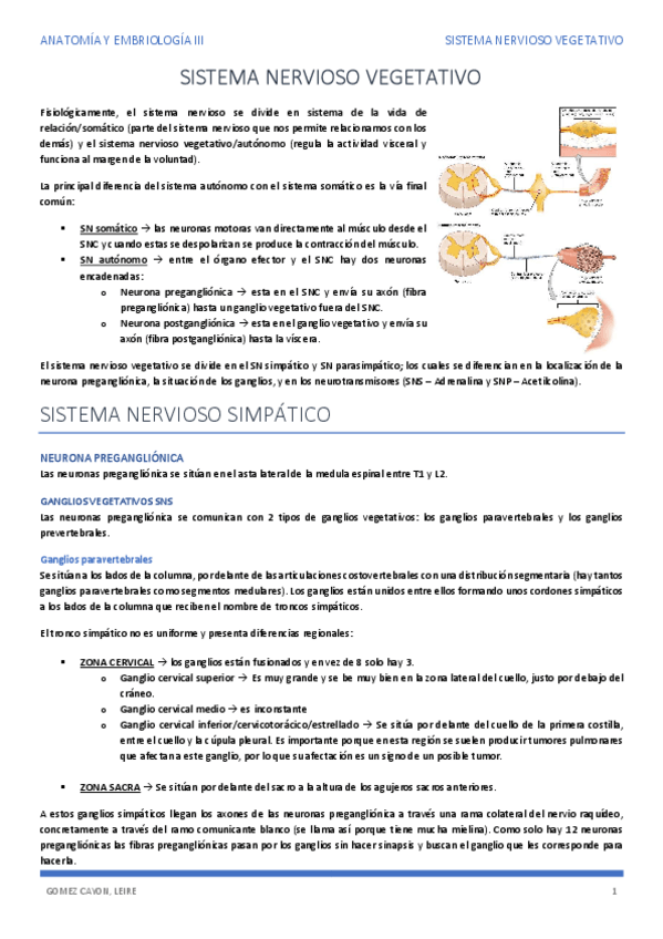 Miniatura del documento APUNTES-SISTEMA-VEGETATIVO.pdf