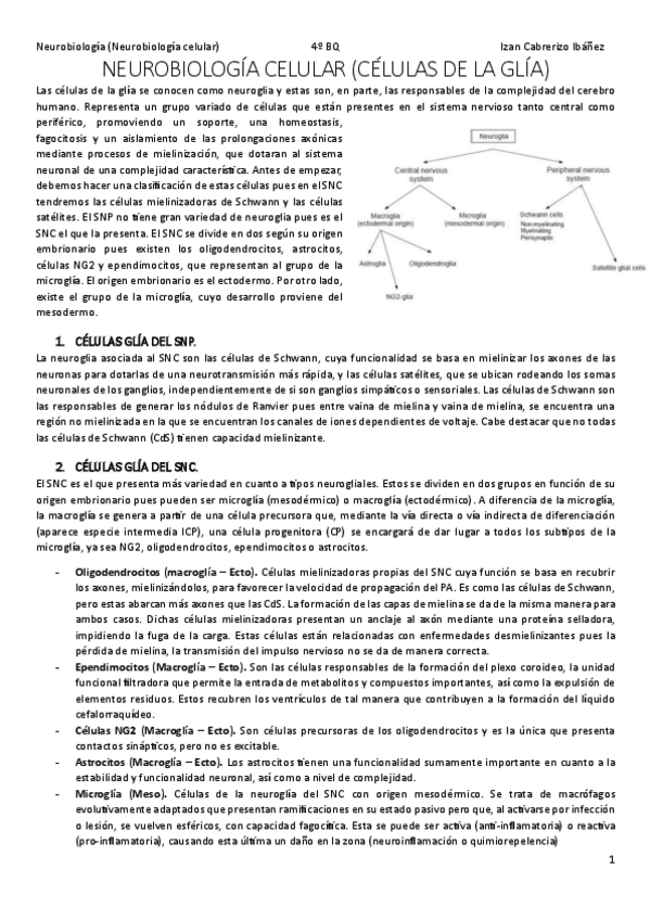 Miniatura del documento NeurobiologiaCelularIzanCabrerizoResumenes.pdf