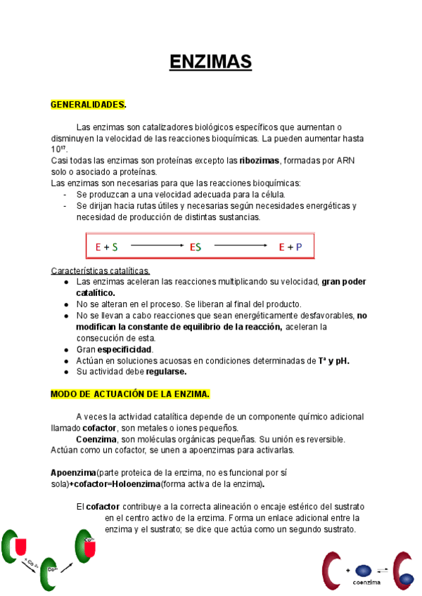 Miniatura del documento ENZIMAS.pdf