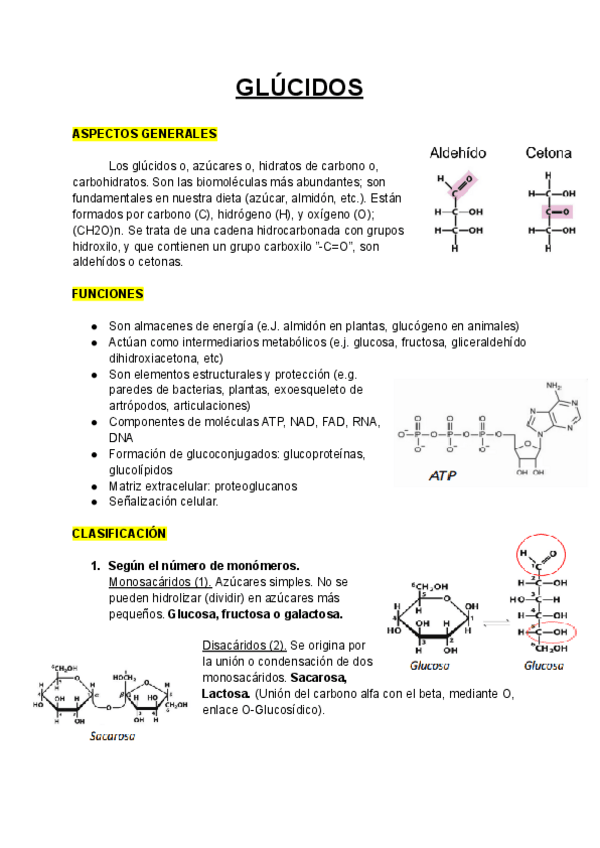 Miniatura del documento GLUCIDOS.pdf