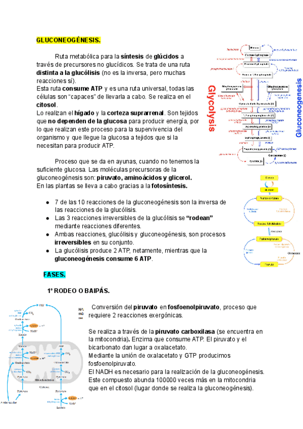 Miniatura del documento Tema-9-METABOLISMO-DE-GLUCIDOS-Parte-2.pdf