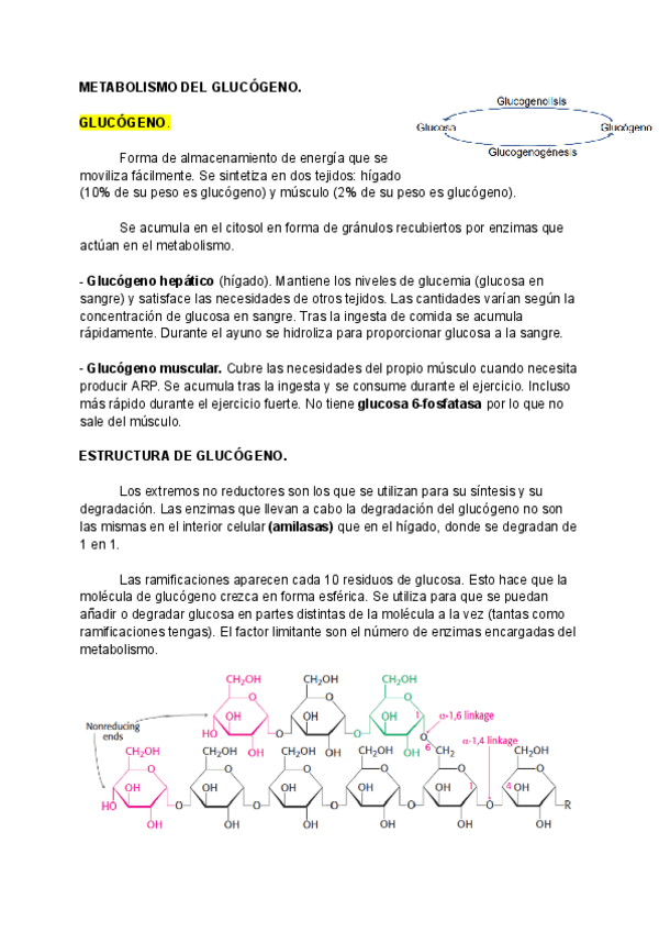Miniatura del documento Tema-9-METABOLISMO-DE-GLUCIDOS-Parte-3.pdf