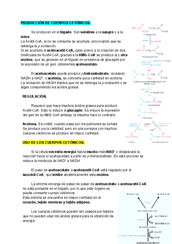 Miniatura del documento Tema-10-METABOLISMO-DE-LOS-LIPIDOS-parte-2.pdf
