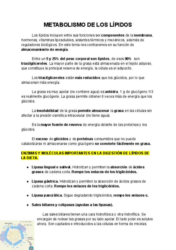 Miniatura del documento Tema-10-METABOLISMO-DE-LOS-LIPIDOS.pdf