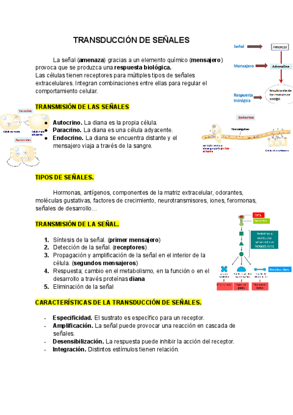 Miniatura del documento TRANSDUCCION-DE-SENALES.pdf