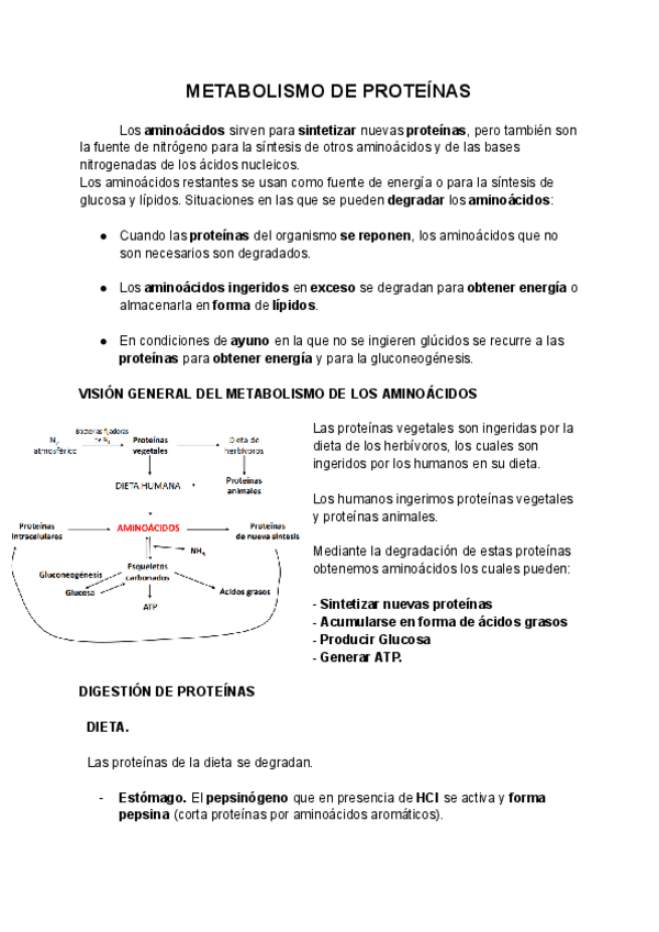 Miniatura del documento Tema-11.-METABOLISMO-DE-PROTEINAS.pdf