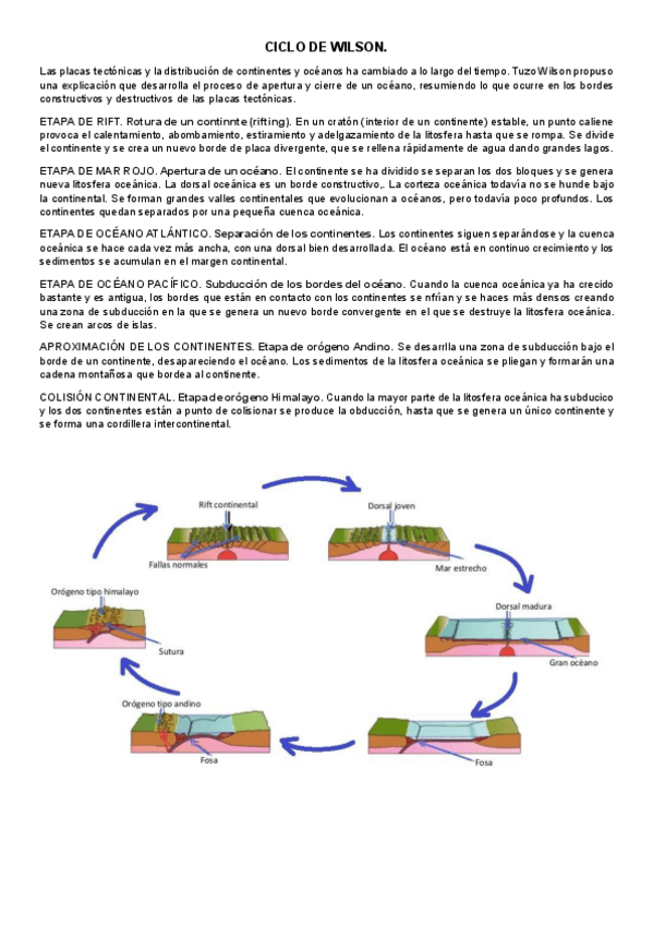 Miniatura del documento ciclo-wilson.pdf