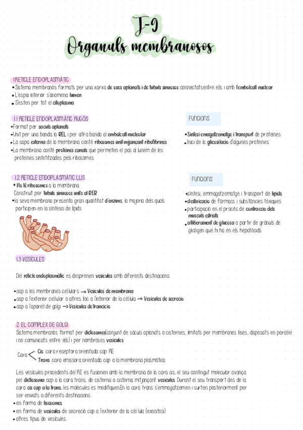 Miniatura del documento Resum-organuls-membranosos.pdf