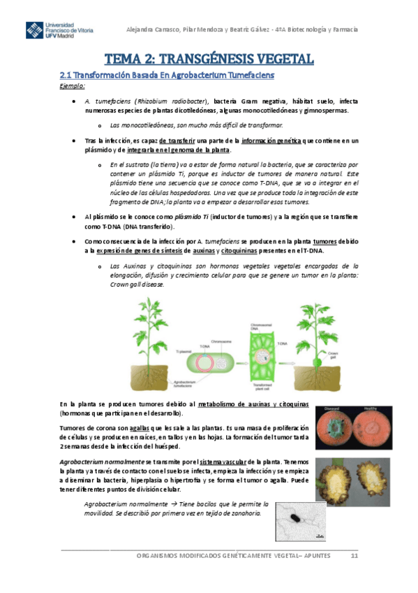 Miniatura del documento Apuntes-OMG-VEGETAL-Tema-2.pdf