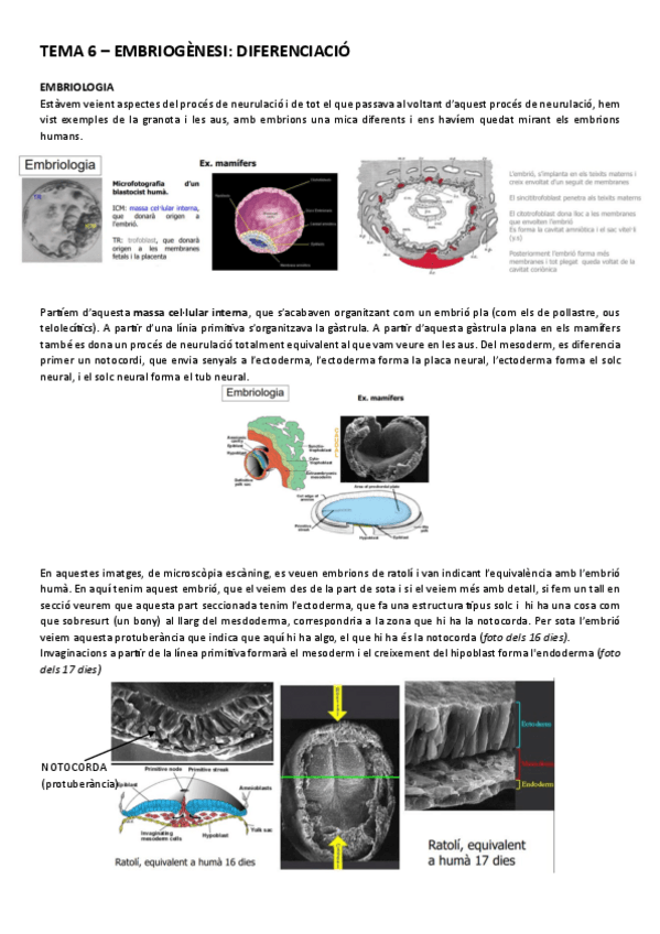 Miniatura del documento Tema-6-Embriogenesi-diferenciacio-animal.pdf