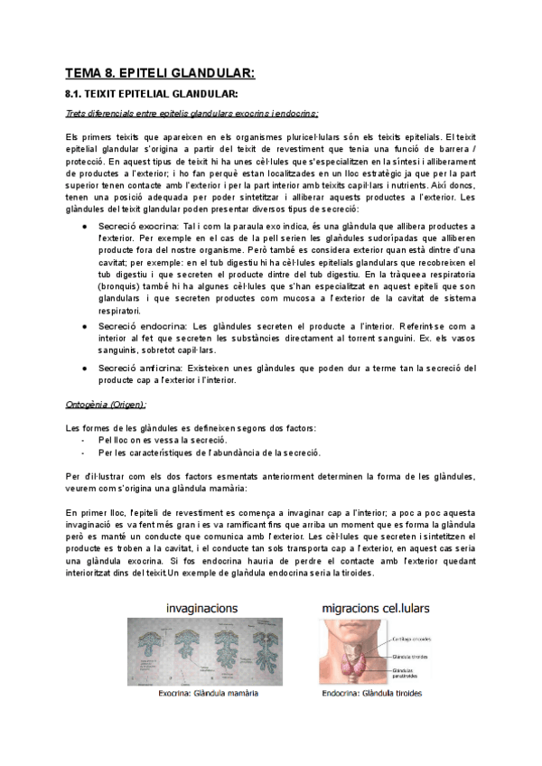 Miniatura del documento Tema-8-Epiteli-glandular-animal.pdf