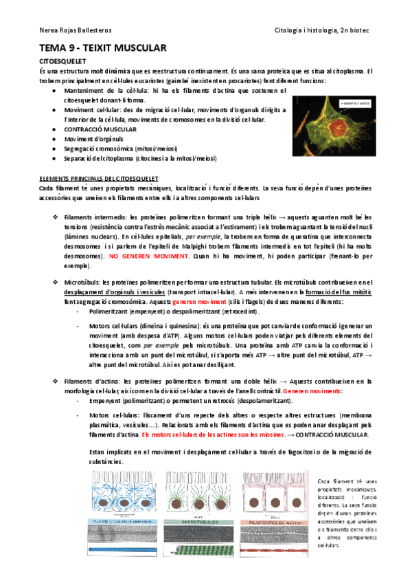 Miniatura del documento Tema-9-teixit-muscular-animal.pdf