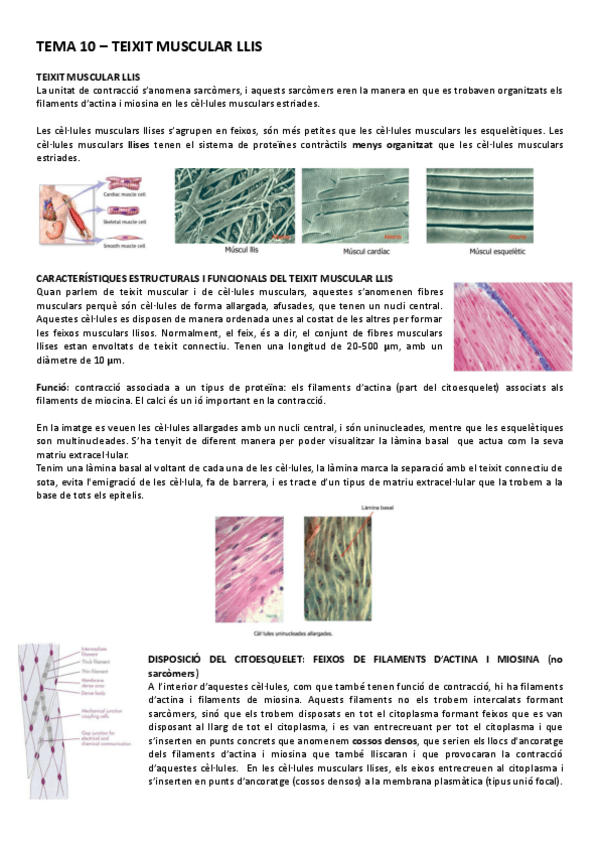 Miniatura del documento Tema-10-Teixit-muscular-llis-animal.pdf