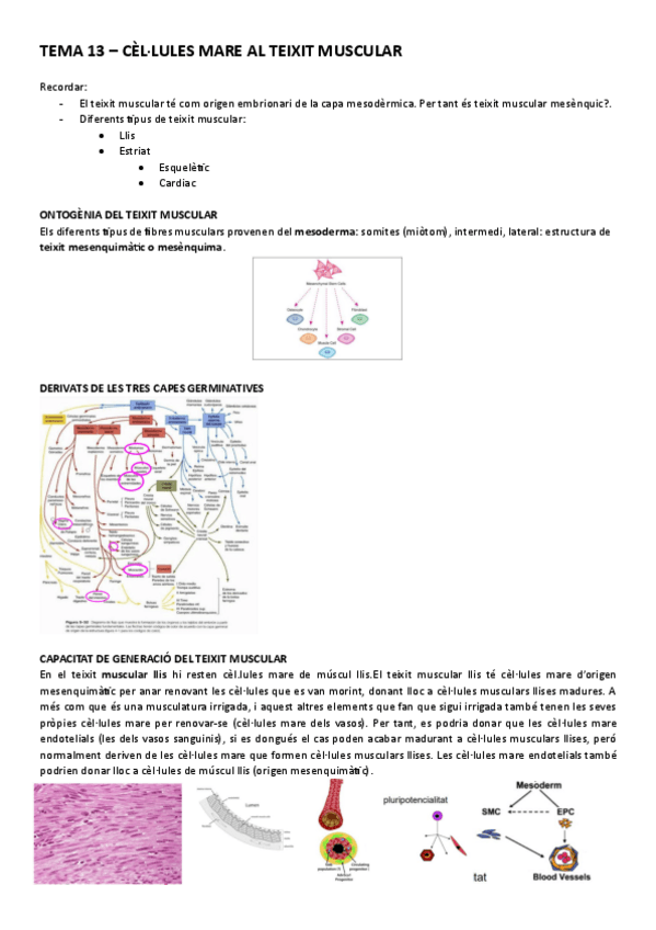 Miniatura del documento Tema-13-Cellules-mare-al-teixit-muscular-animal.pdf