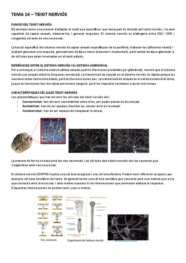 Miniatura del documento Tema-14-Teixit-nervios-animal.pdf
