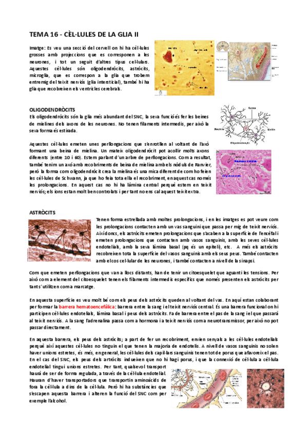Miniatura del documento Tema-16-cellules-de-la-glia-ll-animal.pdf