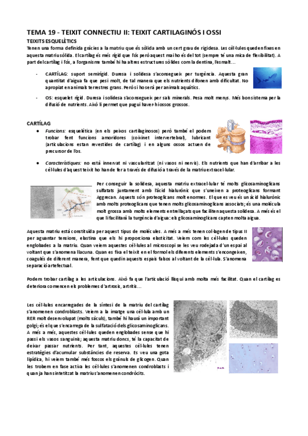 Miniatura del documento Tema-19-Teixit-connectiu-II-Teixit-cartilaginos-i-ossi-animal.pdf