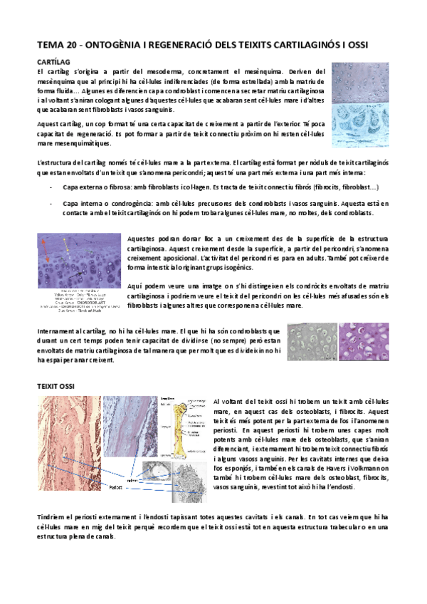 Miniatura del documento Tema-20-Teixit-connectiu-II-Ontogenia-i-regeneracio-dels-teixits-cartlaginos-i-ossi-animal.pdf