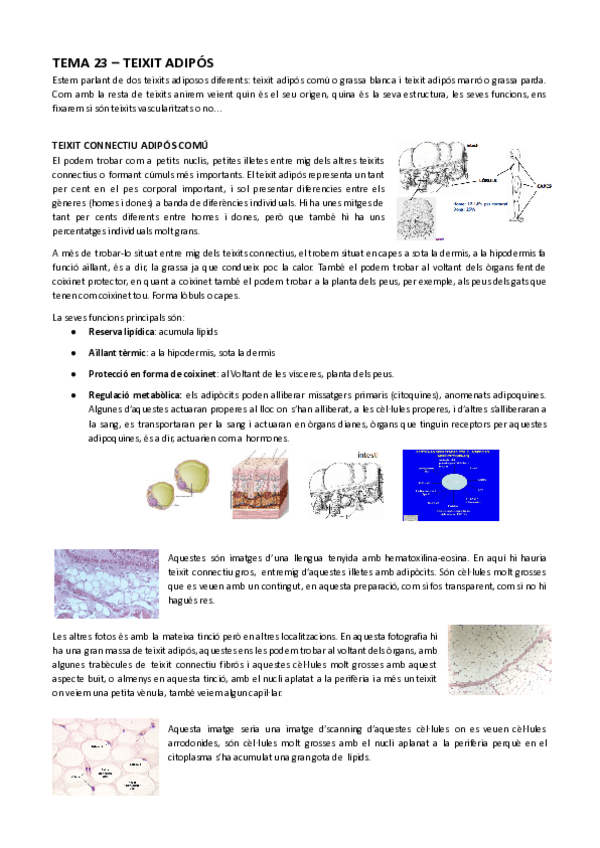 Miniatura del documento Tema-23-Teixit-adipos-animal.pdf