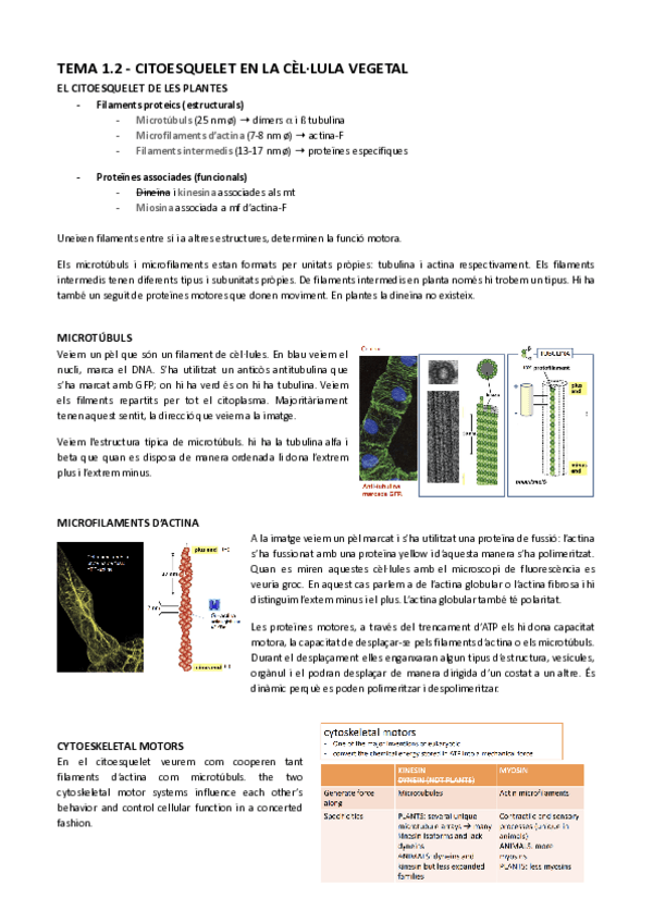 Miniatura del documento Tema-1.2-Citoesquelet-en-la-cellula-vegetal-Documents-de-Google.pdf