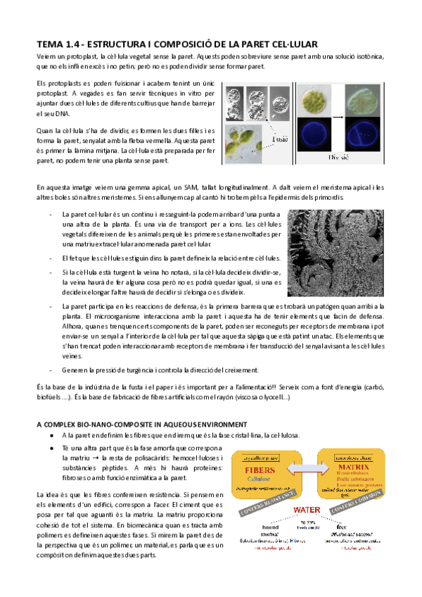 Miniatura del documento Tema-1.4-Estructura-i-composicio-de-la-paret-cellular-Documents-de-Google.pdf