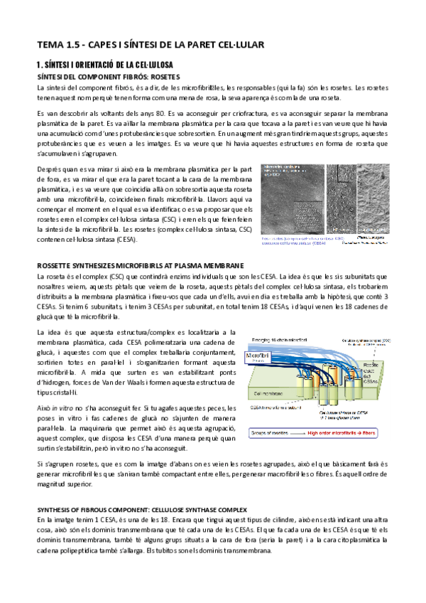 Miniatura del documento TEMA-1.5-Capes-i-sintesi-de-la-paret-cellular.pdf