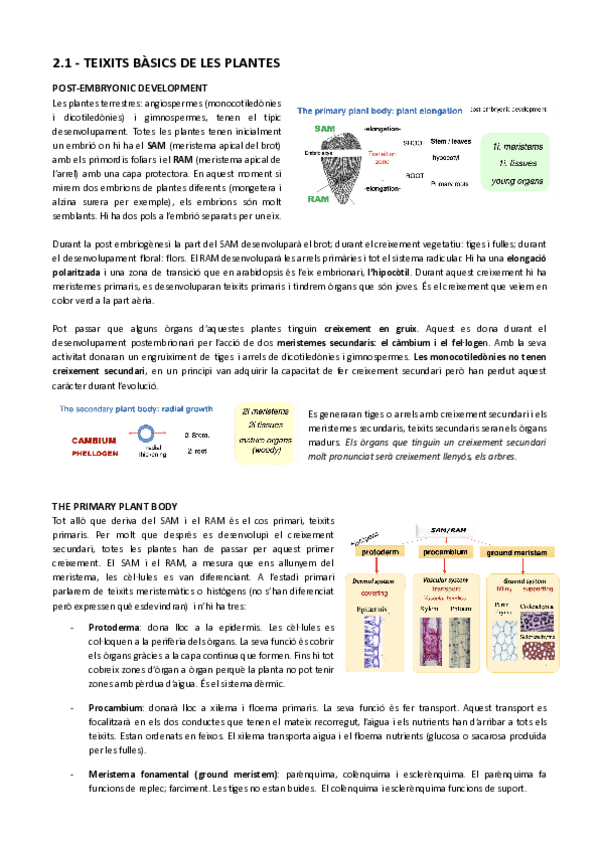 Miniatura del documento Tema-2.1-Teixits.pdf