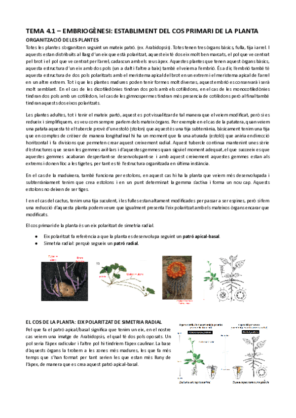 Miniatura del documento Tema-4.1-Embriogenesiestabliment-del-cos-primari-de-la-planta.docx-Documents-de-Google.pdf