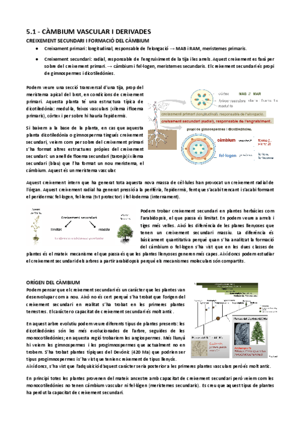 Miniatura del documento 5.1-Cambium-vascular-i-derivades.pdf