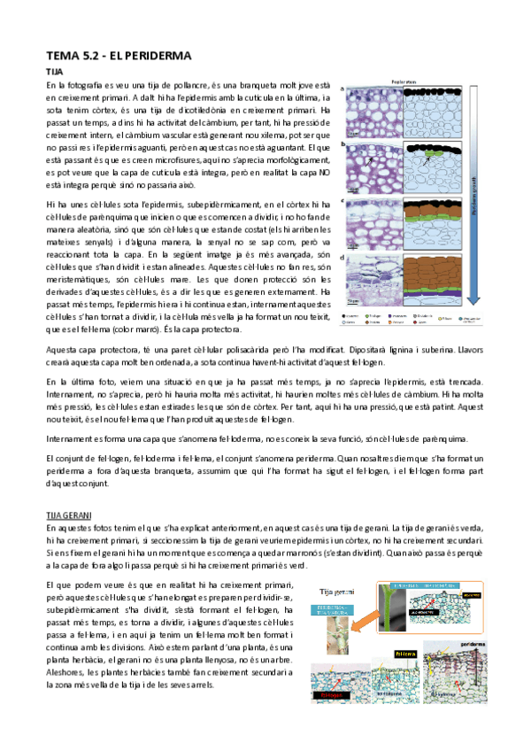 Miniatura del documento Tema-5.2-El-periderma.pdf