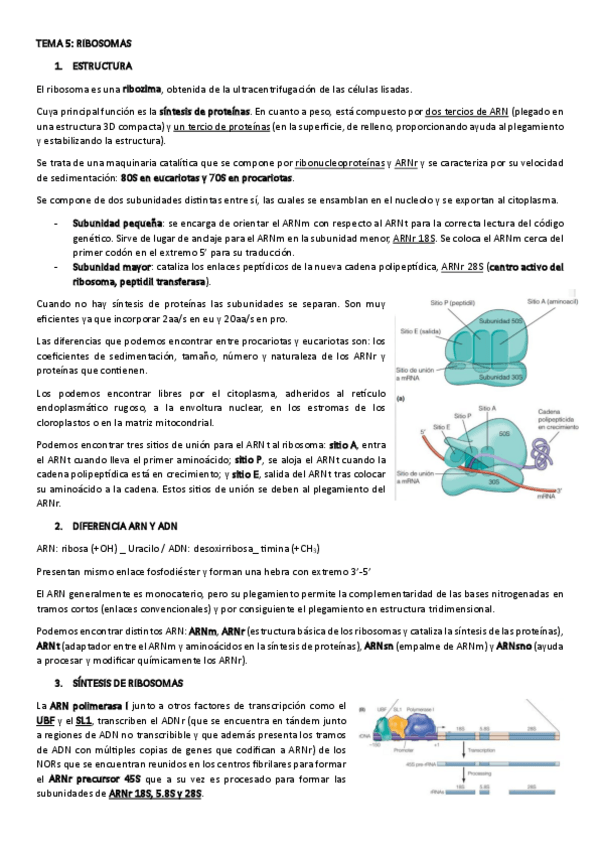Miniatura del documento TEMA-5.-RIBOSOMAS.pdf
