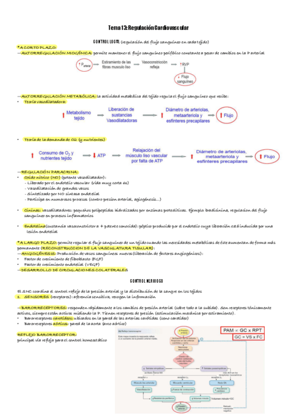 Miniatura del documento TEMA-13-FISIOLOGIA.pdf